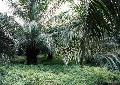 De la forêt primaire aux plantations coloniales
