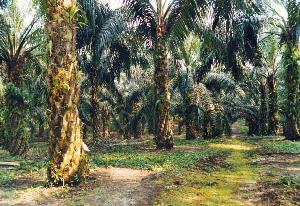 Masyarakat Adat, Lebih 400 Konflik Hutan Ulayat