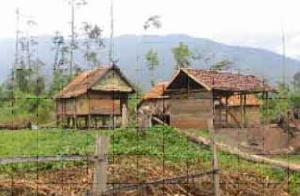 Sulteng Kembangkan Hutan Pendidikan untuk Penelitian