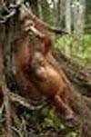 Palm Oil Puts Squeeze on Endangered Orangutans