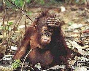 Orangutans Flee Illegal Loggers in Indonesian Parks