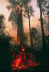Indonesia Pledges to Cut Haze-Causing Fires by Half