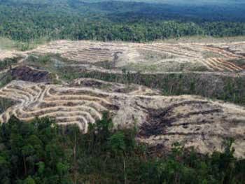 Kerusakan Hutan di Riau 839 Hektar