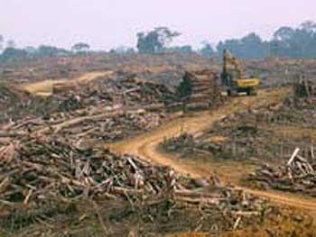 Tingginya Deforestasi Hutan di Riau, Walhi Ajukan `Jeda Tebang`
