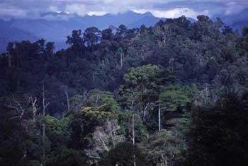 Satu Hektar Hutan Kalimantan Ditumbuhi 200 Jenis Kayu