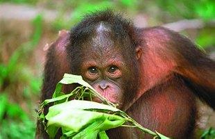 Protector of E. Kalimantan forests