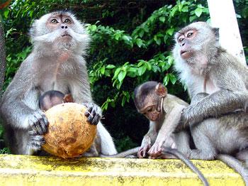 Malaysia To Export Monkeys For Research
