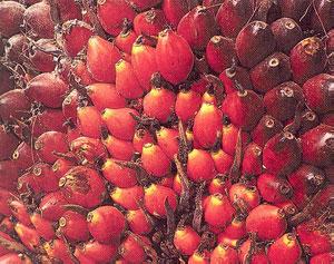 Palm Oil Not A Field Of Dreams For All Indonesians