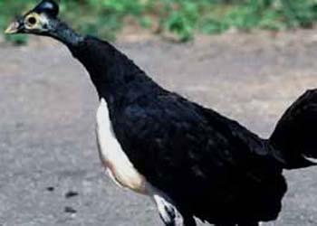 Dedicated To Conserving Rare Birds