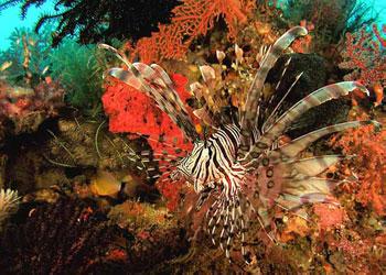 Saving Republic Indonesia Coral a Good Thing, Says NGO