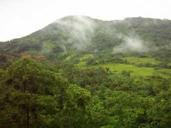 Buah Khas Kalimantan Kian Langka
