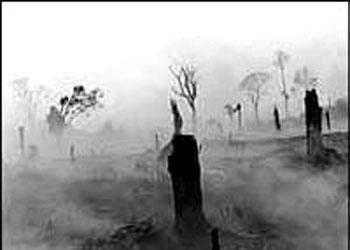 Forest protection should consider resources value: Govt