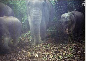 Rare wildlife in Sumatran forest to be cleared