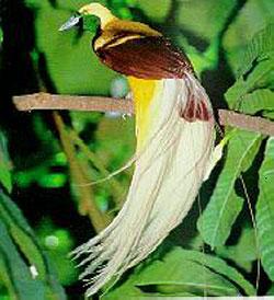 Number of RI endangered species unknown