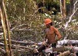 Save Riau forests, says Greenpeace