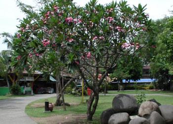 Cultural village showcases lumads culture, tradition