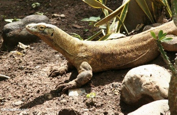 Gold Mining Threatens World`s Most Infamous Reptile, The Komodo Dragon