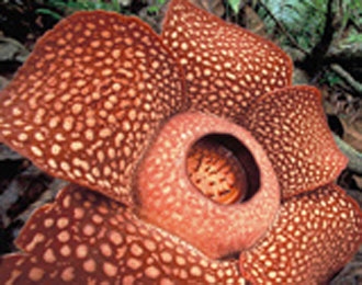 Klaim Malaysia Picu Warga Lestarikan Habitat Raflesia