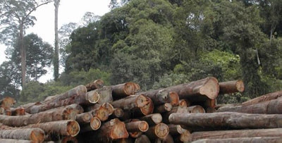 Hutan Adat Dayak Dibabat