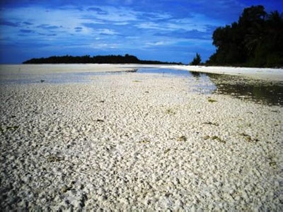 LIPI to be supported in Lucipara islands conservation program