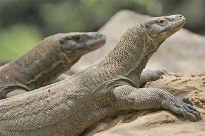 Governor calls for public support for `Vote Komodo`campaign