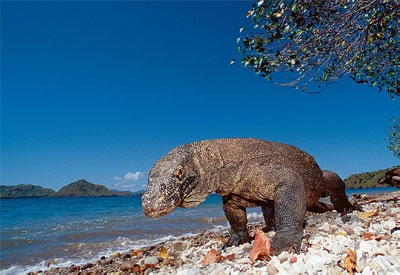 Komodo’s Position in 7 World Wonders Selection