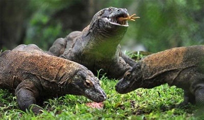 Indonesia’s Dragons Draw Tourists to ’Jurassic’ Islands