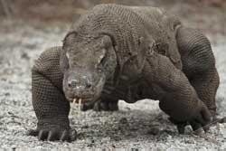 Fasilitas Pendukung Taman Nasional Komodo Bertambah