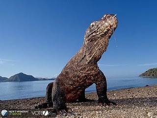 Boediono to Cast Vote for Komodo as World Wonder