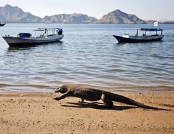 A Cruise Ship Pier for Komodo?