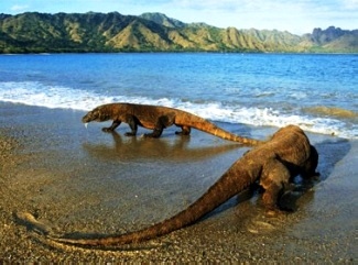 Komodo Dragons Nominated as Wonders