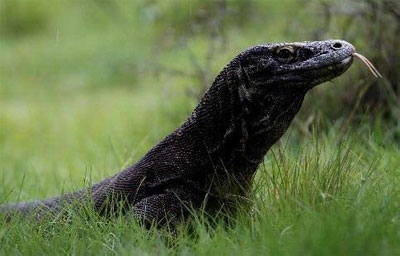 Indonesia Tarik Komodo dari "Seven Wonders"