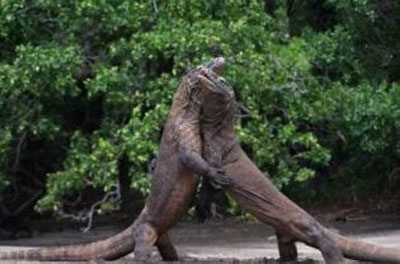 Despite Government Antipathy, Komodo Campaign Continues