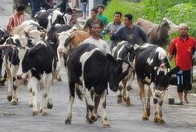 Ratusan Sapi Berkalung Ketupat Meriahkan Tradisi Syawalan