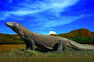 Komodo Campaign Gets Warm Welcome