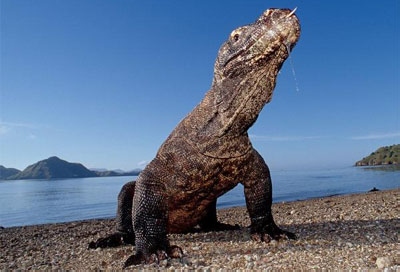Excitement Rises as Voting for Komodo Ends