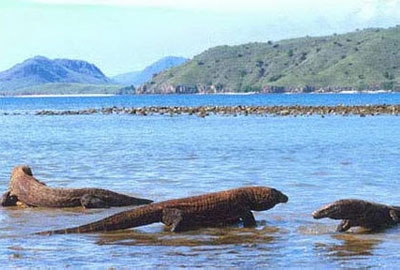(Don’t) Vote Komodo Island for New 7Wonders of Nature