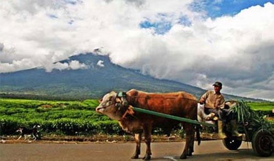 "Tuguk" Pakaian Warisan Budaya Proto Melayu Kerici