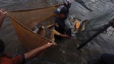 Hukum Adat untuk Jaga Kelestarian Arwana