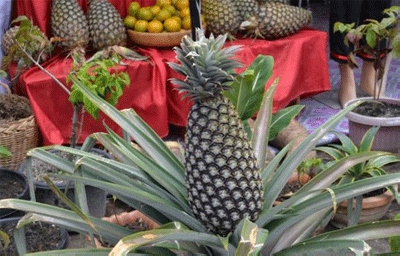 Festival Danau Toba Tampilkan Nanas Raksasa