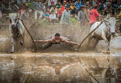 Festival Pacu Jawi Dihelat pada Bulan Mei