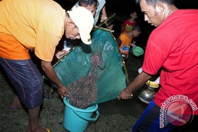 Budaya ’Timba Laor’ Dilaksanakan 18 April 2014