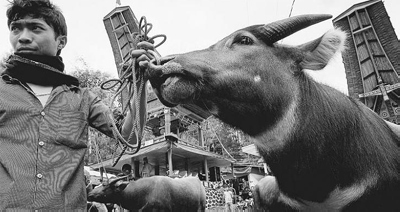 Acara Internasional Dibuat untuk Toraja