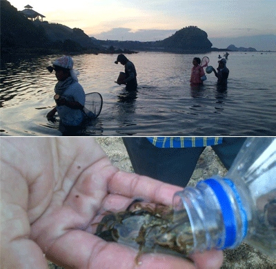 Ribuan Warga Lombok Berburu Cacing di Festival "Bau Nyale"