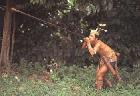 Kebudayaan Dayak yang Berkesan
