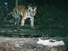 Three-Legged Tiger Spotted in Sumatra