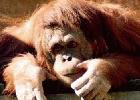 Indonesian Palm Oil Boom Threatens Orangutan, Environment