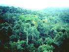 Brunei Moving On Forest Conservation