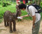 Indonesia, Belgium cooperate in elephant conservation