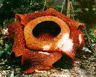 Bengkulu Andalkan Bunga Rafflesia Jadi Modal Promosi Wisata